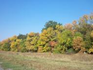 Смородине з panoramio.com