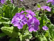 Піддубці з panoramio.com