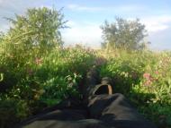 Верхня Кринка з panoramio.com