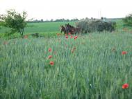 Половинники з panoramio.com