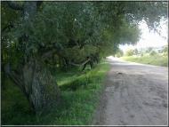 Студинка з panoramio.com