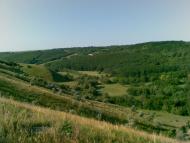 Грушка з panoramio.com