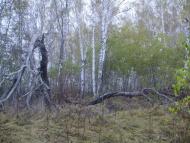 Чоповичі з panoramio.com