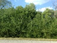 Підгірне з panoramio.com