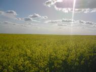 Привільне з panoramio.com