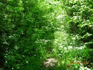 Стара Скварява з panoramio.com