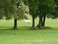 Васьківчики - Останні фото