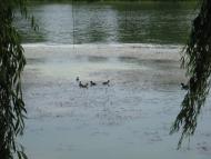 Борзна з panoramio.com