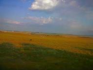 Сирень з panoramio.com