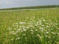 Піски-Річицькі з panoramio.com