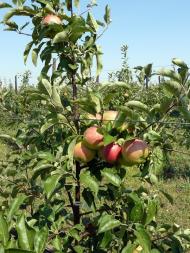 Вознесенка з panoramio.com