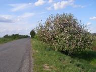 Яблуневе з panoramio.com