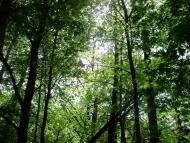 Тарасівка - Останні фото