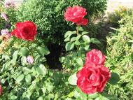 Оріхове з panoramio.com