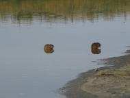 Sukachi - Latest photos