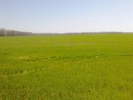 Сущани з panoramio.com