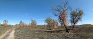 Берегове з panoramio.com