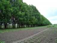 Кулиничі з panoramio.com - Кулиничі