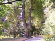 Вишнопіль з panoramio.com