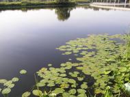 Карпилівка з panoramio.com