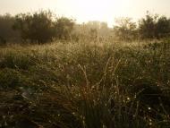 Раєво-Олександрівка з panoramio.com