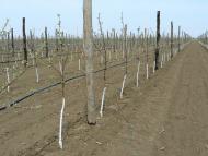 Вознесенка з panoramio.com