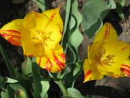 Оріхове з panoramio.com