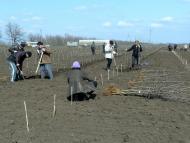 Вознесенка з panoramio.com