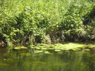 Черкаський Бишкин з panoramio.com