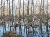 Великі Телковичі з panoramio.com