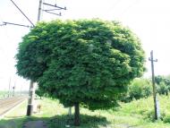 Комуна з panoramio.com