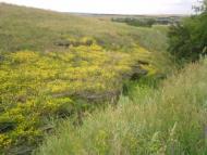 Верхня Кринка з panoramio.com