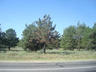 Піщанівка з panoramio.com