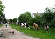 Карпівці з panoramio.com