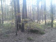 Замисловичі з panoramio.com