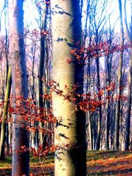 Демня з panoramio.com