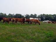 Змітнів - Останні фото