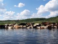 Гупалівка з panoramio.com