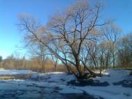 Новоселиця з panoramio.com