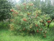 Петрівське з panoramio.com