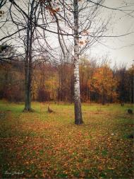 Токарівка з panoramio.com