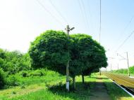 Комуна з panoramio.com