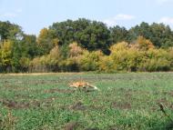 Шандрівка з panoramio.com