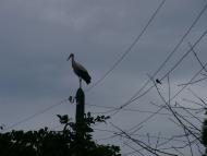 Карпи з panoramio.com