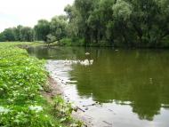 Підлісне з panoramio.com