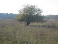 Острів з panoramio.com