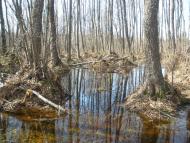 Великі Телковичі з panoramio.com