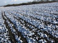 Костянтинівка з panoramio.com