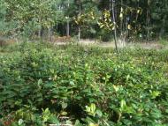 Волиця з panoramio.com