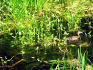 Бабка з panoramio.com